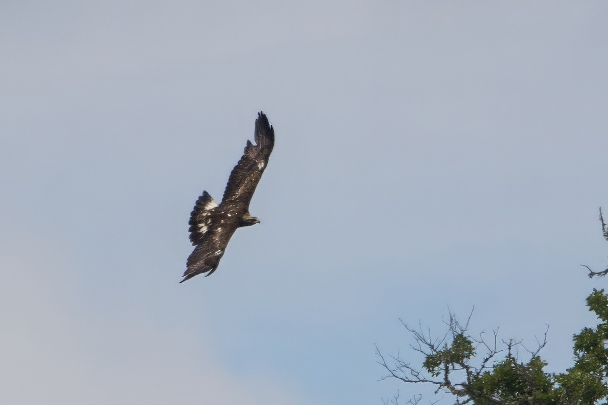 Golden Eagle - ML619761802