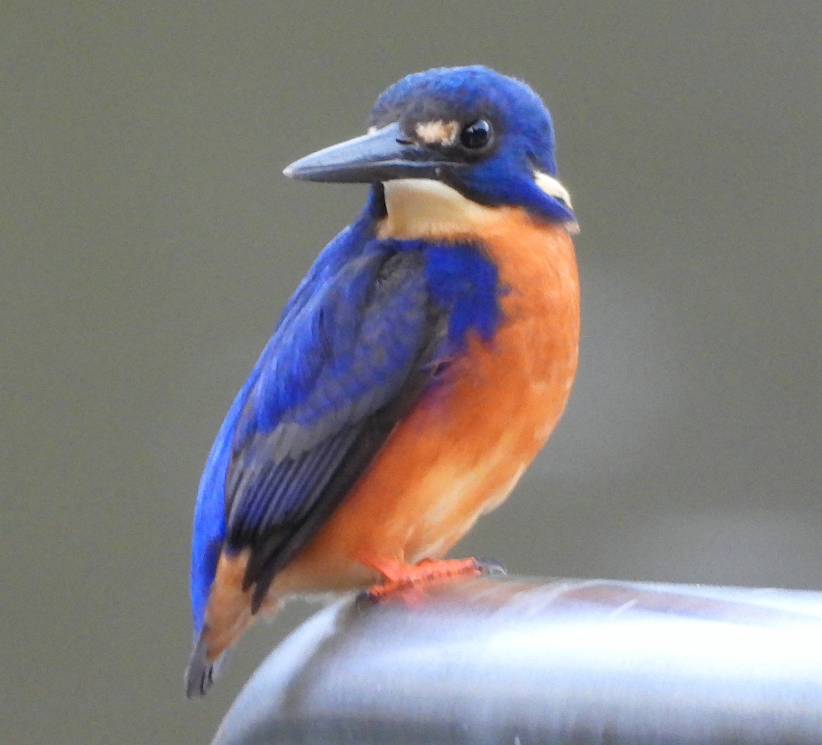 Azure Kingfisher - ML619761806