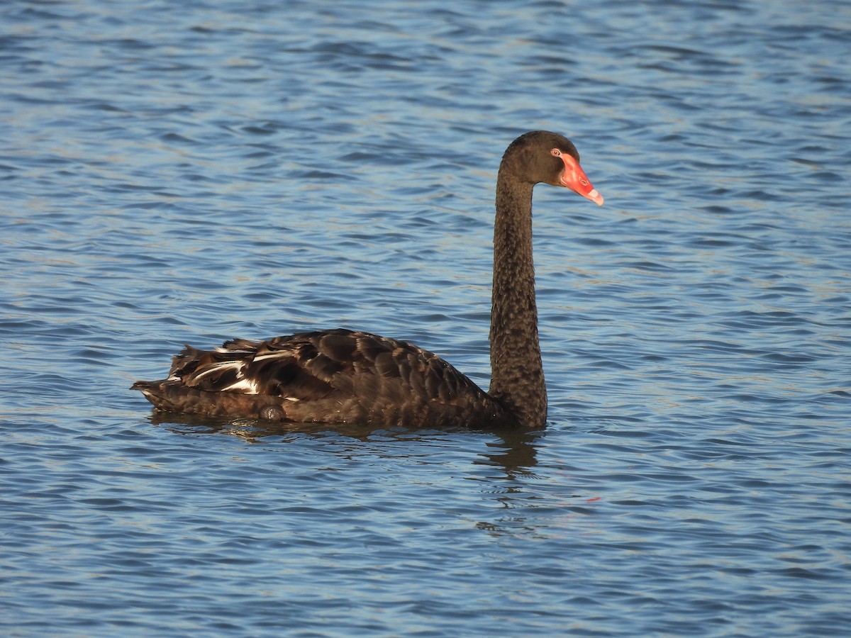 Black Swan - ML619761813
