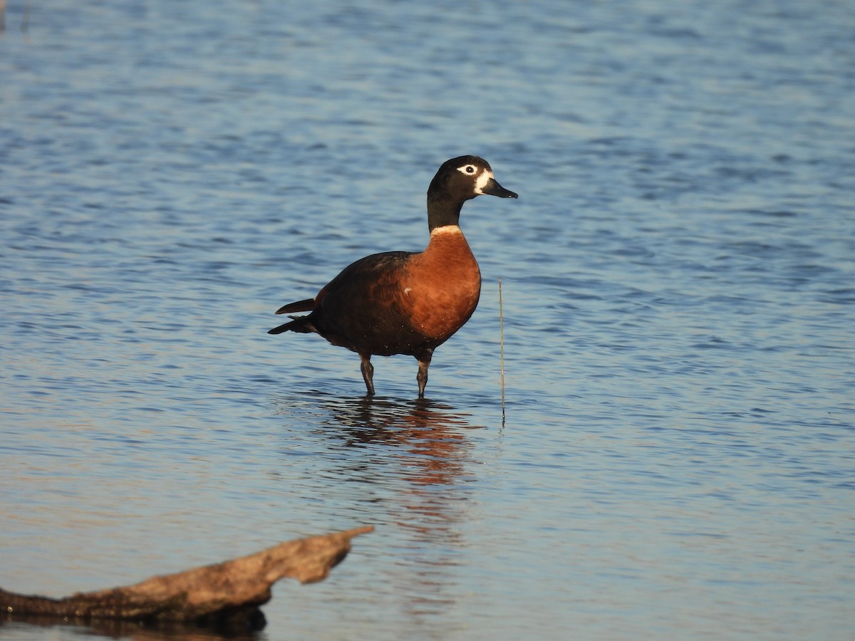 Australian Shelduck - ML619761841