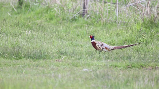 Ring-necked Pheasant - ML619761844