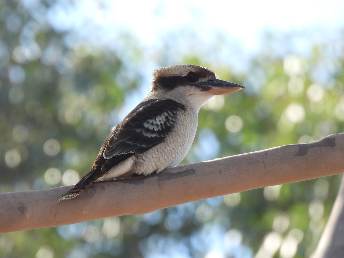 Laughing Kookaburra - ML619761869