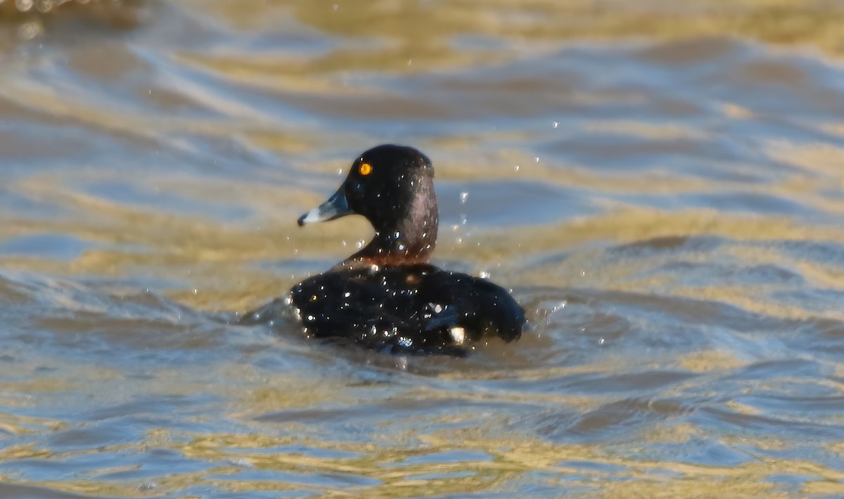 Ring-necked Duck - ML619761872