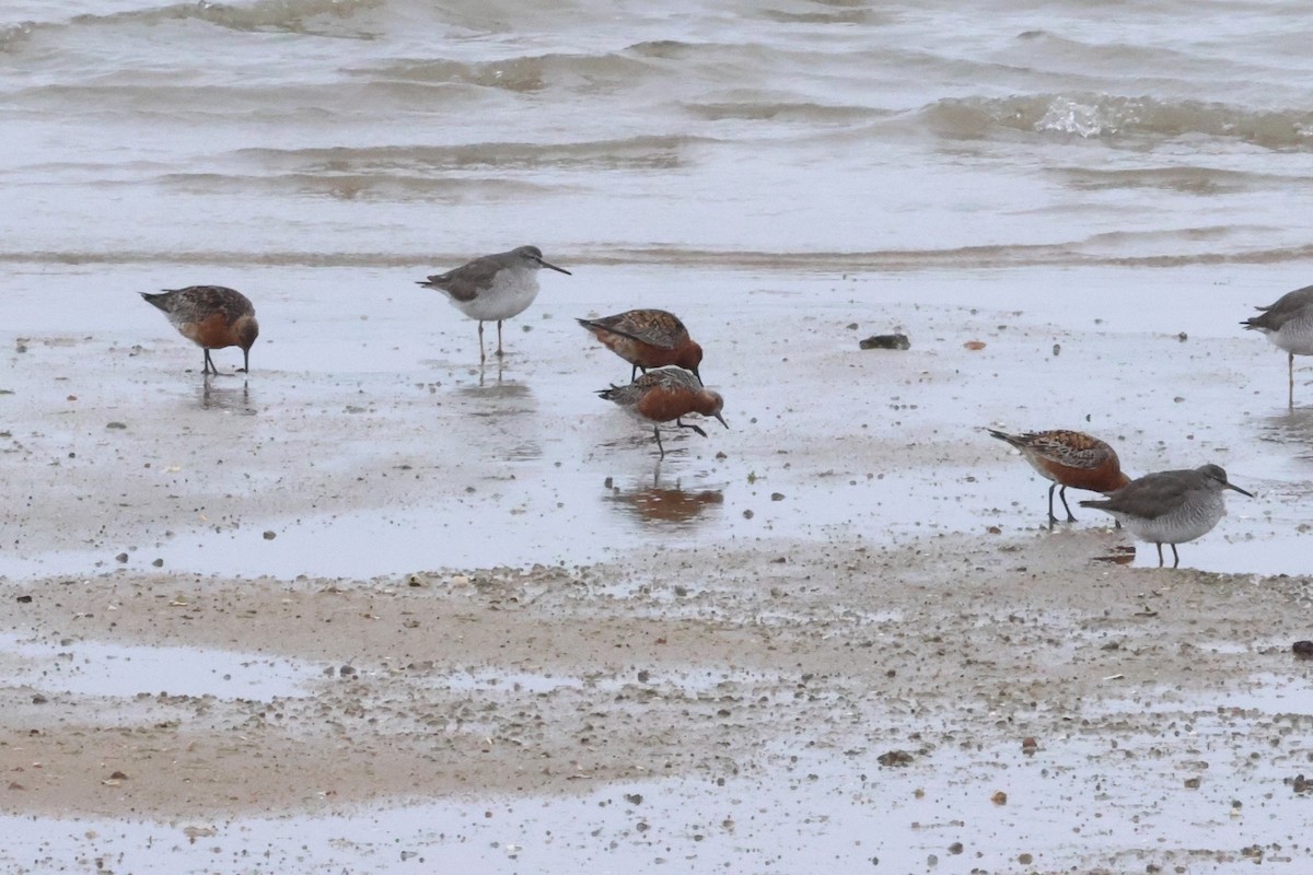 Red Knot - ML619761896