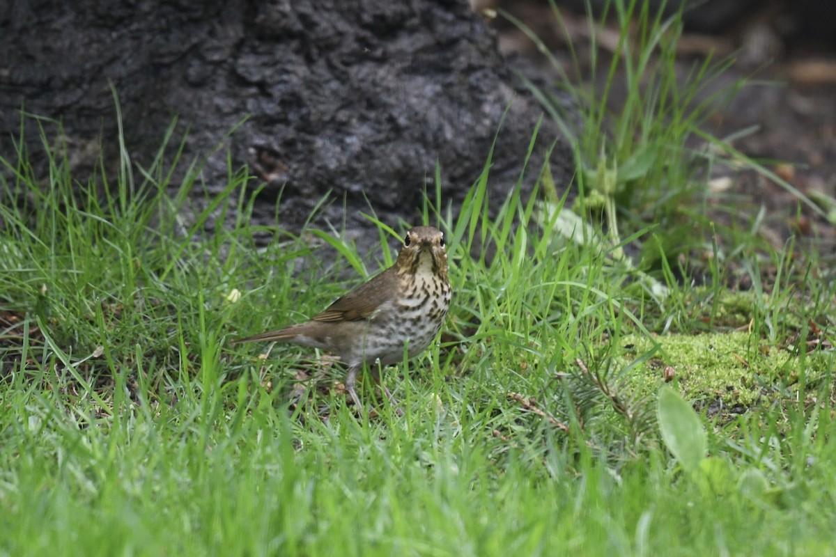 Swainson's Thrush - ML619761902