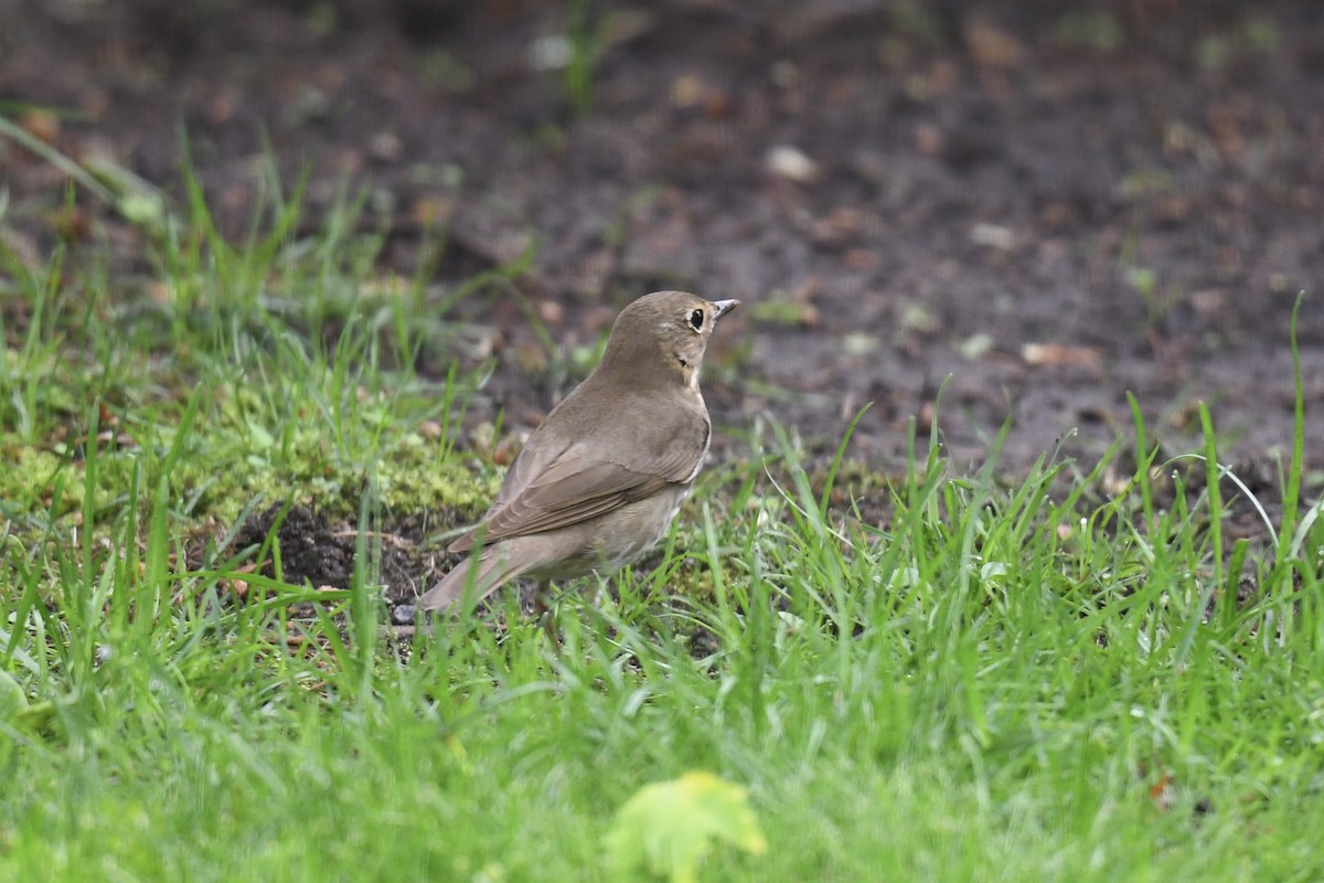 Swainson's Thrush - ML619761903