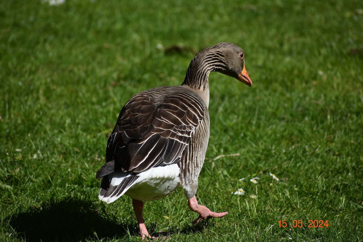 Graylag Goose - ML619761920