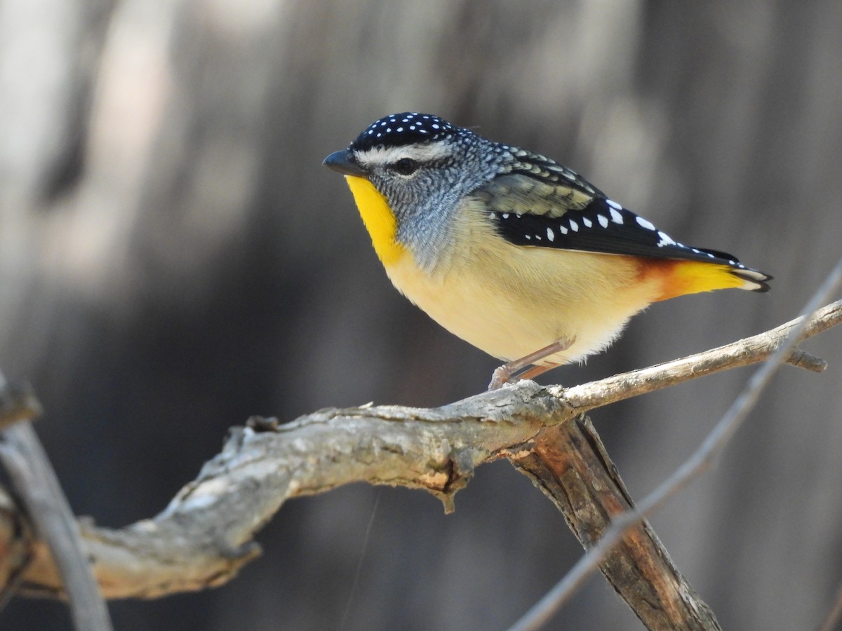 Spotted Pardalote - ML619761927