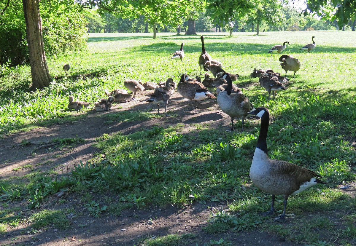 Canada Goose - ML619761968