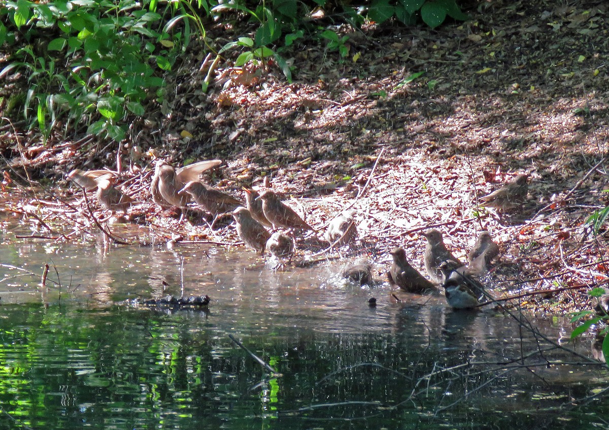 European Starling - ML619761972