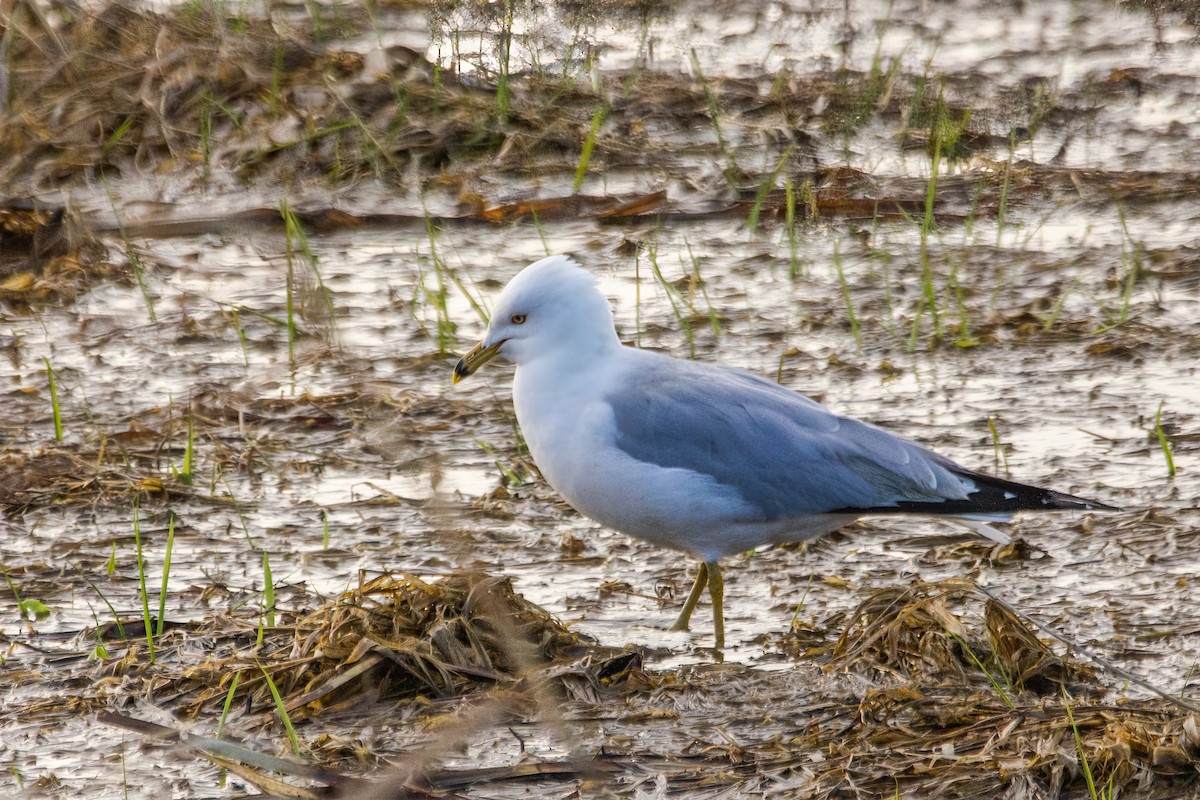 Ring-billed Gull - ML619761975