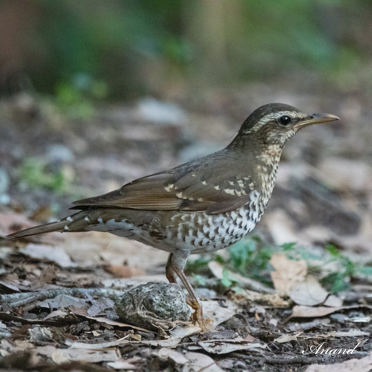 Pied Thrush - ML619761978