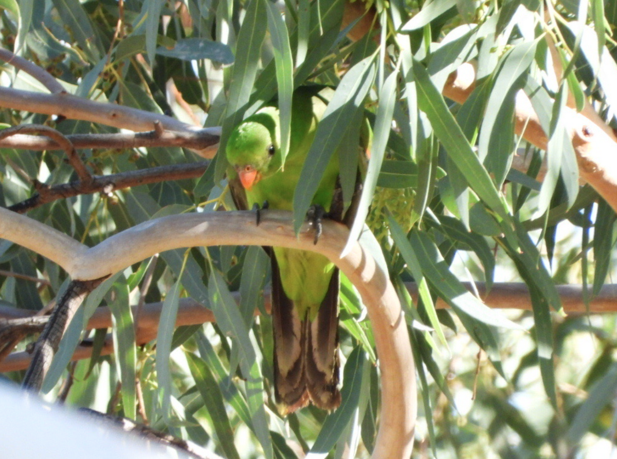 Red-winged Parrot - ML619761999