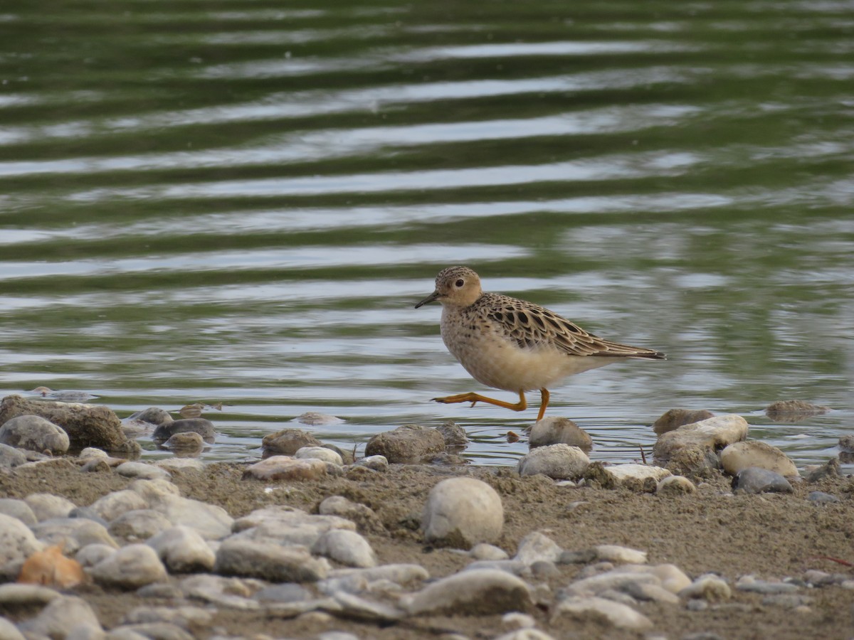 Buff-breasted Sandpiper - ML619762017