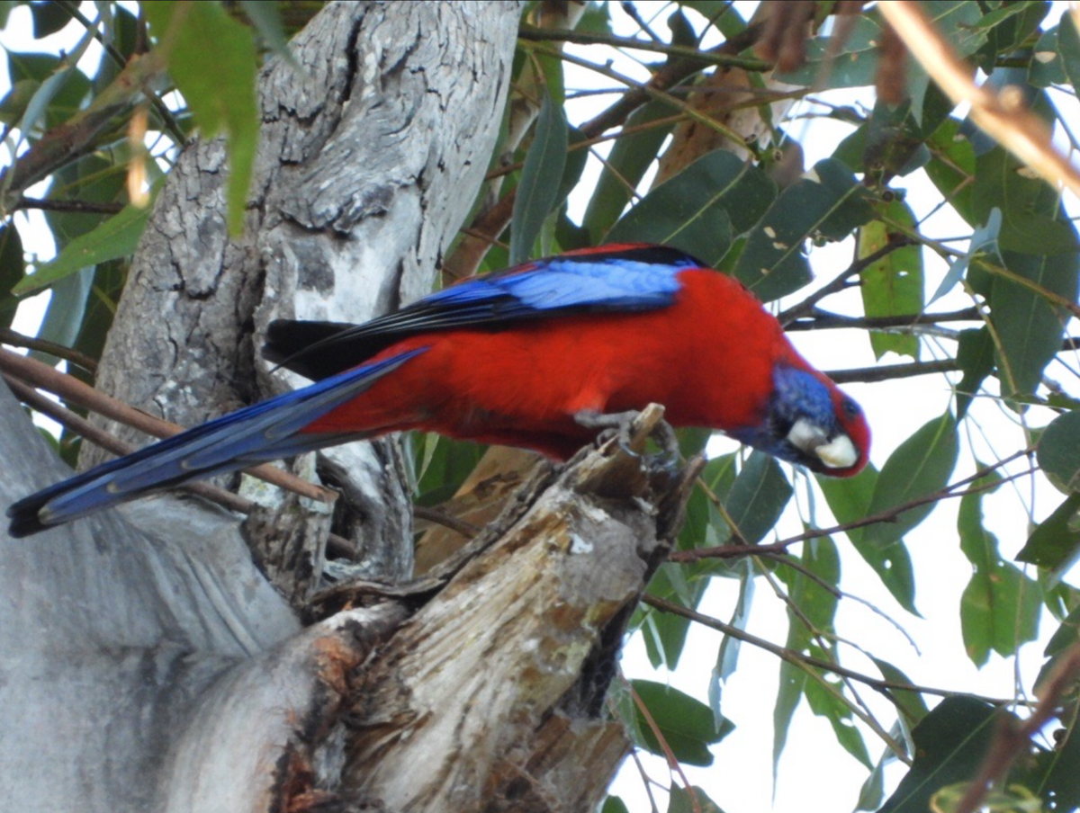 Crimson Rosella - ML619762042