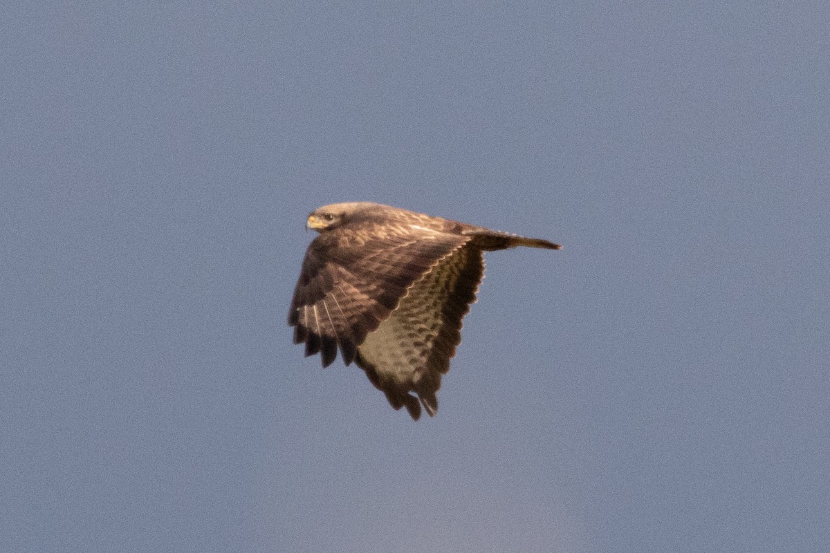 Common Buzzard - ML619762047