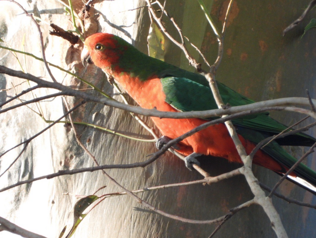 Australian King-Parrot - ML619762052