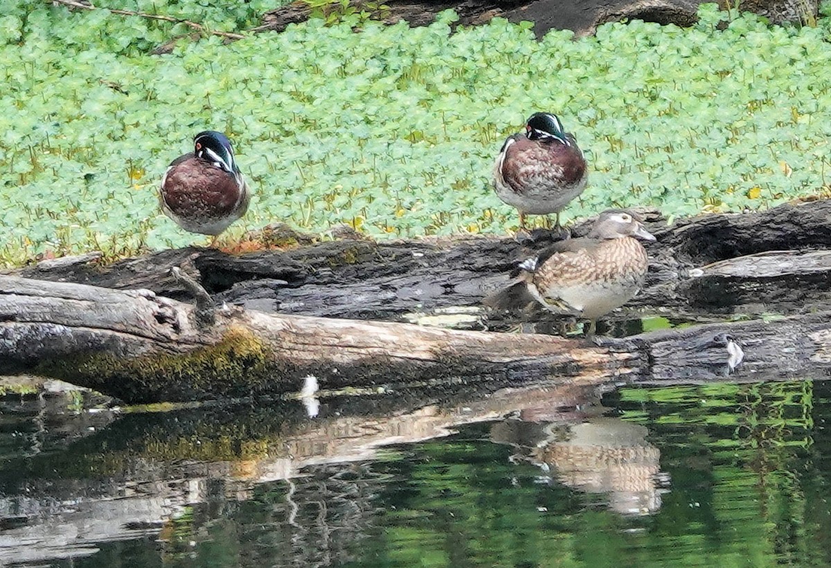 Wood Duck - ML619762062