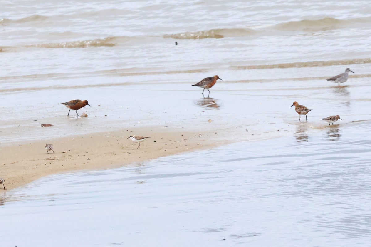 White-faced Plover - ML619762064