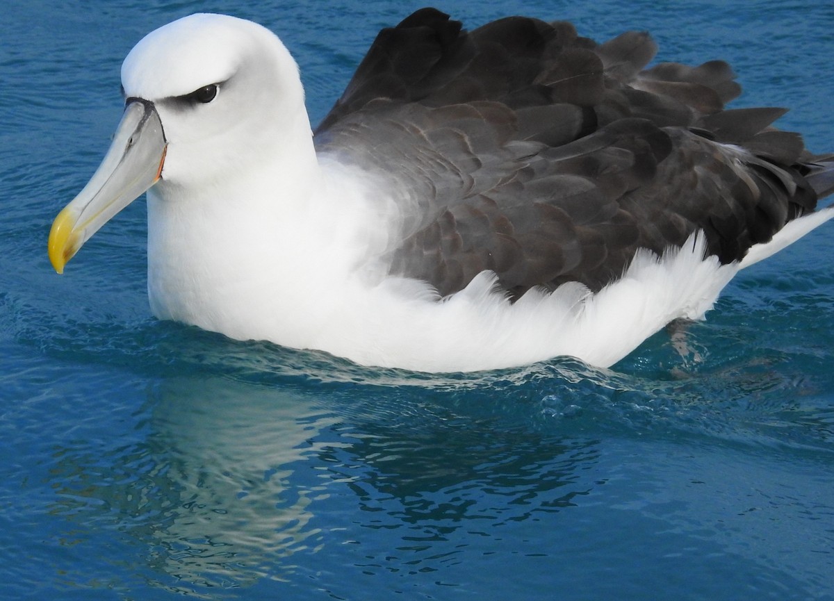 albatros šelfový - ML619762067