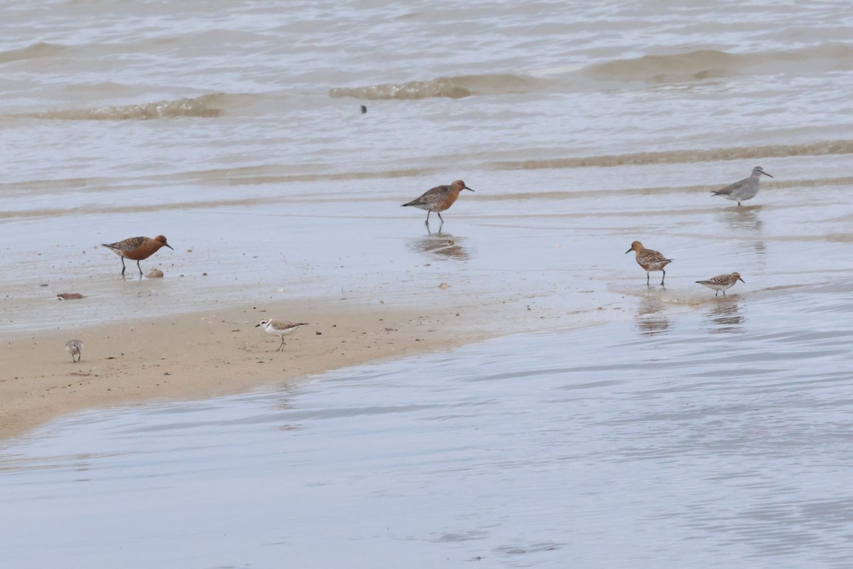 Red Knot - ML619762075