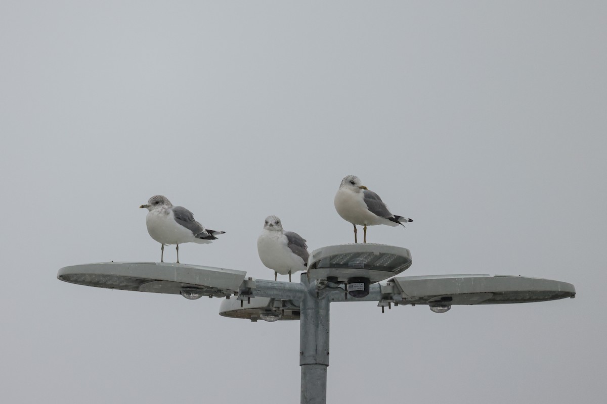 Common Gull - ML619762079