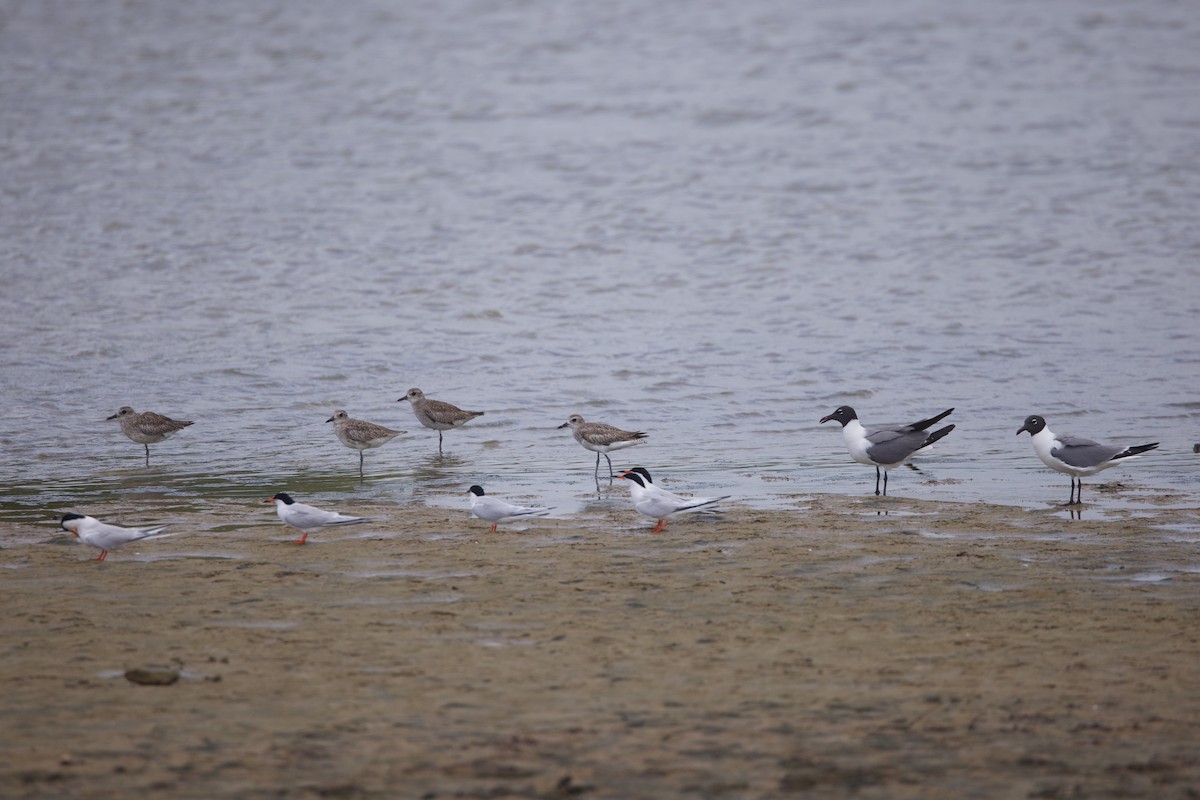 Black-bellied Plover - ML619762083