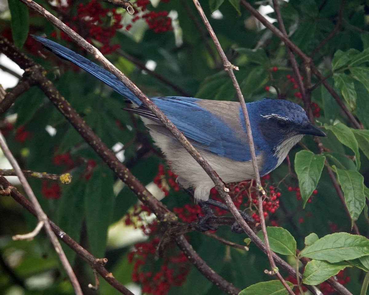 California Scrub-Jay - ML619762085