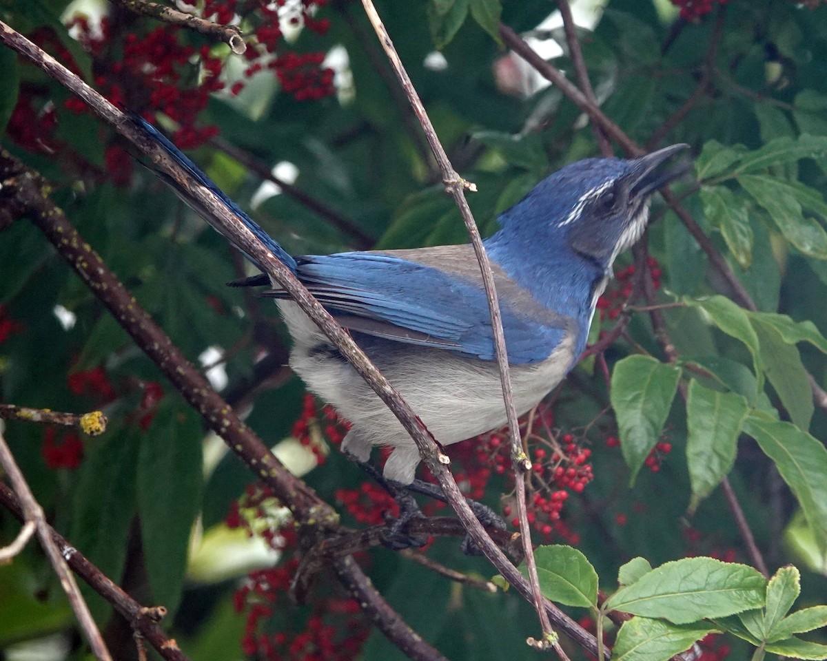 California Scrub-Jay - ML619762086