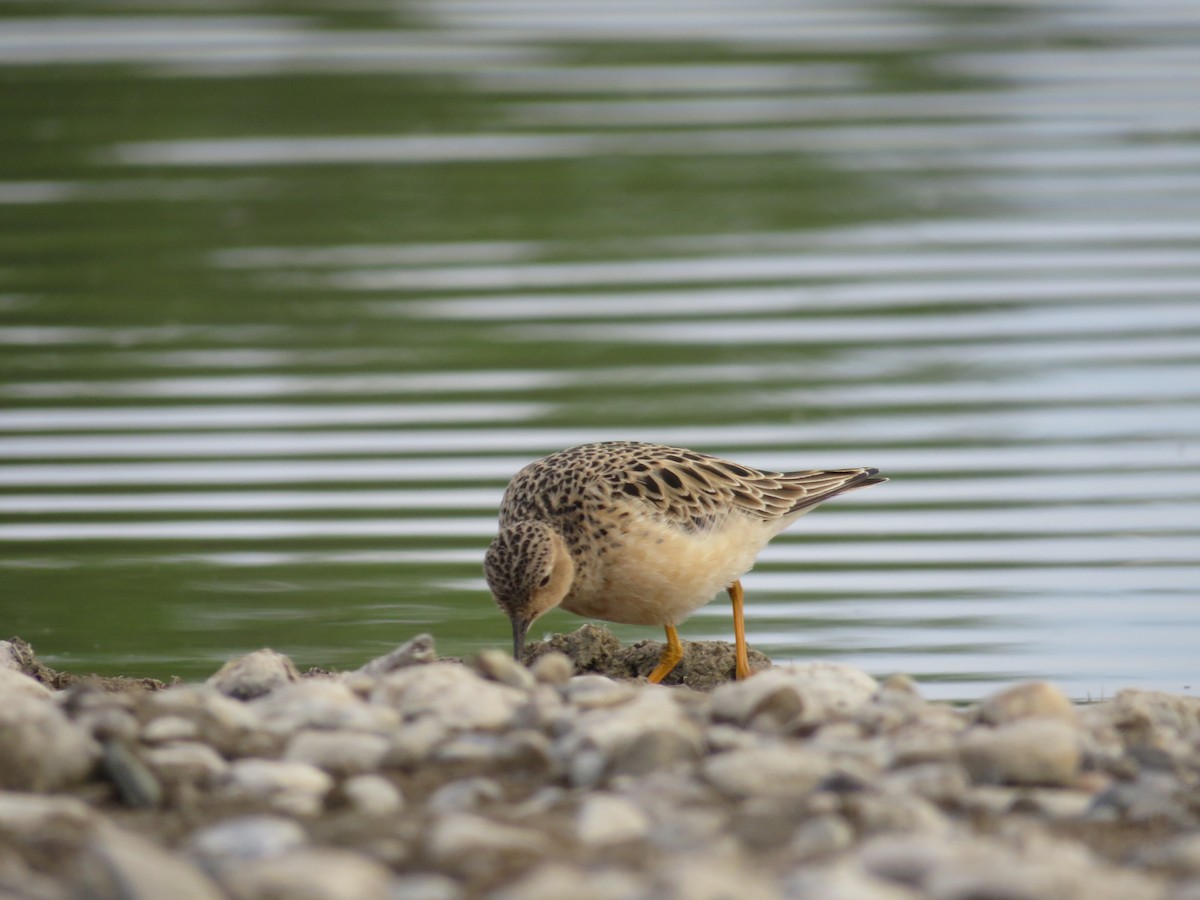 Buff-breasted Sandpiper - ML619762097