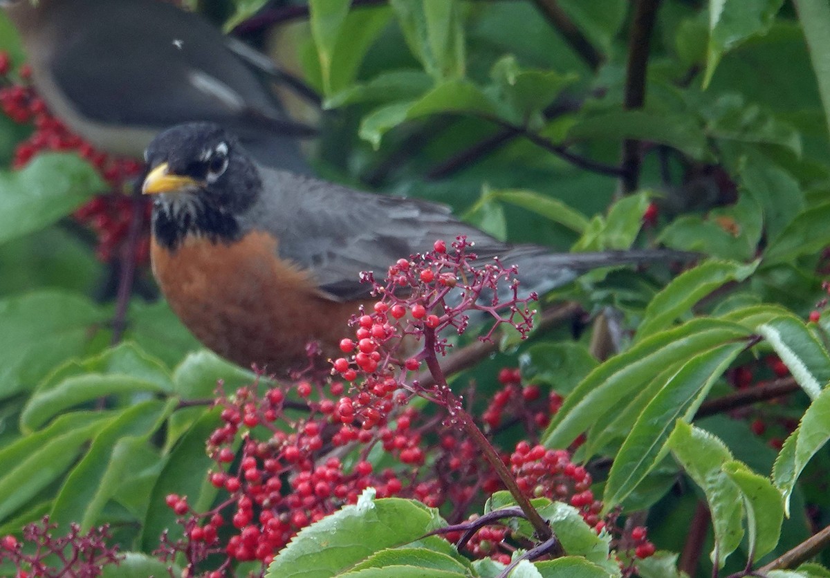 American Robin - ML619762099