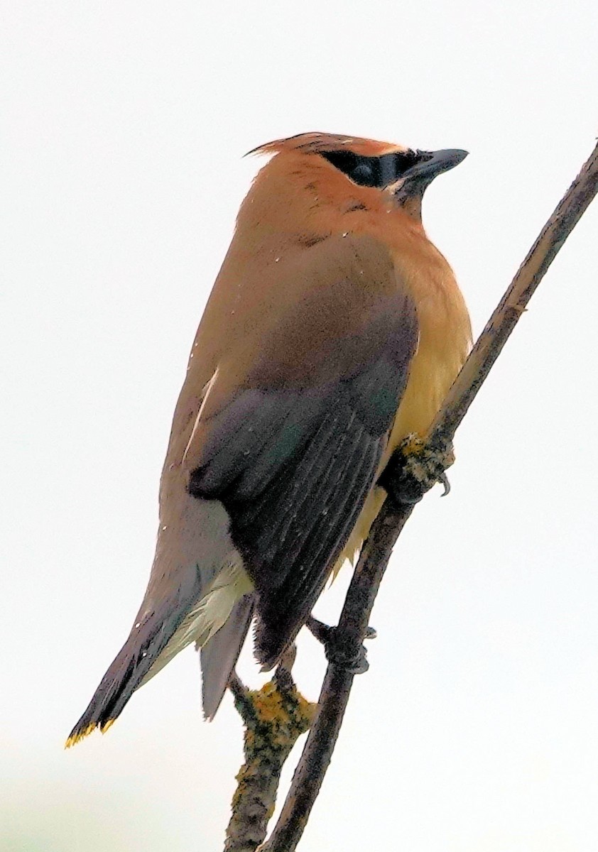 Cedar Waxwing - ML619762102