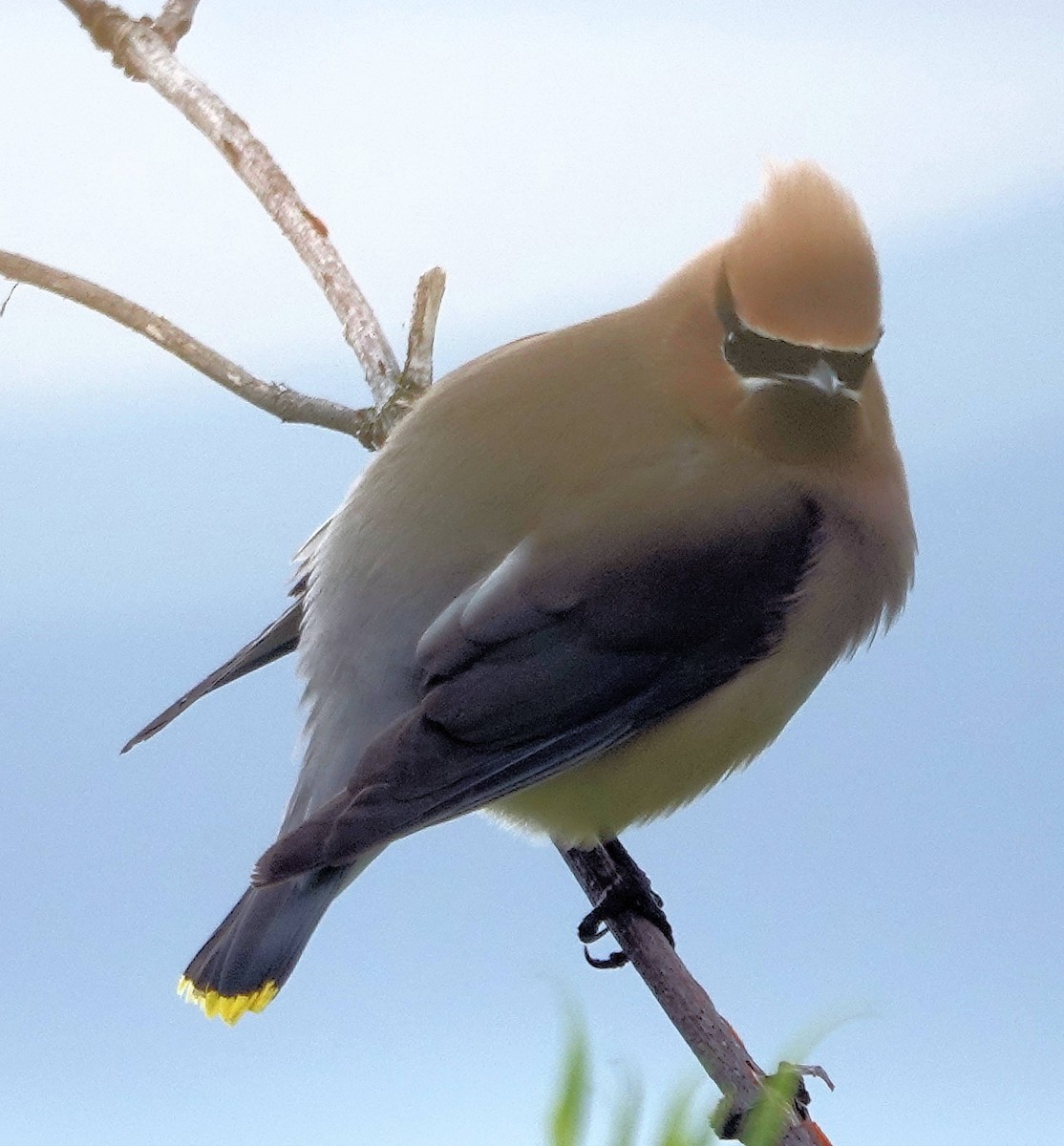 Cedar Waxwing - ML619762103