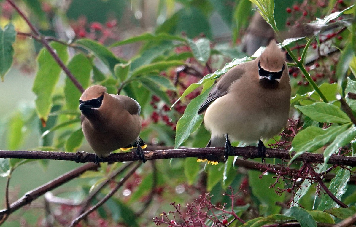 Cedar Waxwing - ML619762104