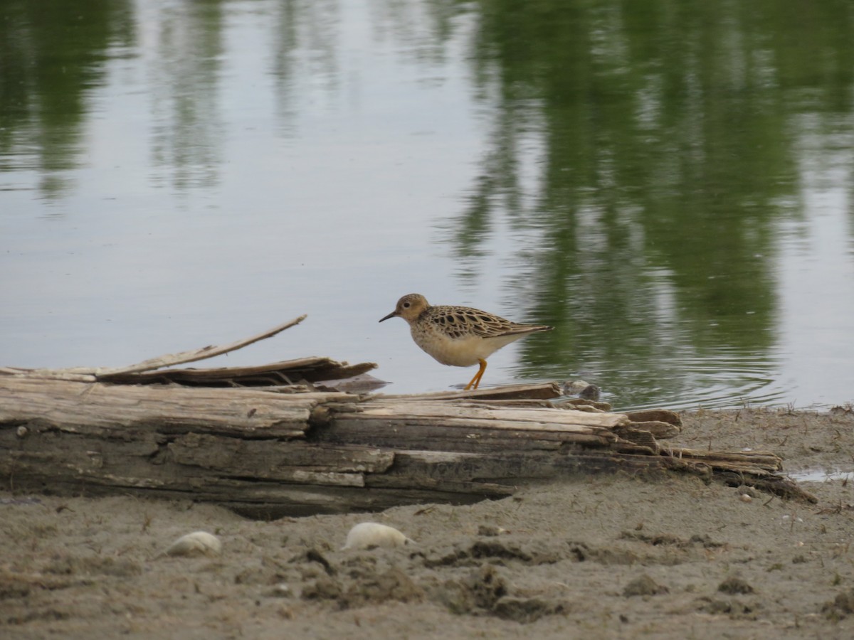 Buff-breasted Sandpiper - ML619762114