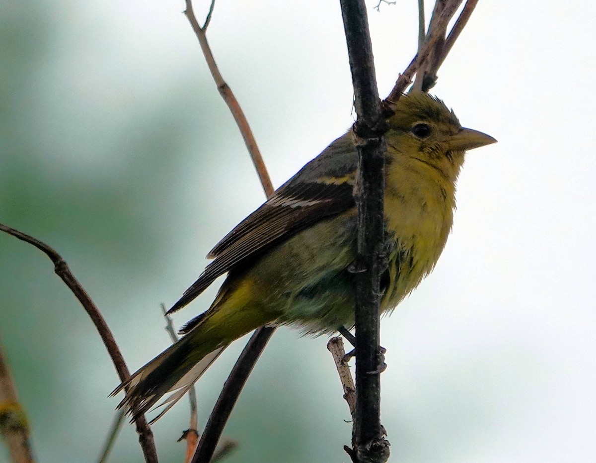 Western Tanager - ML619762116