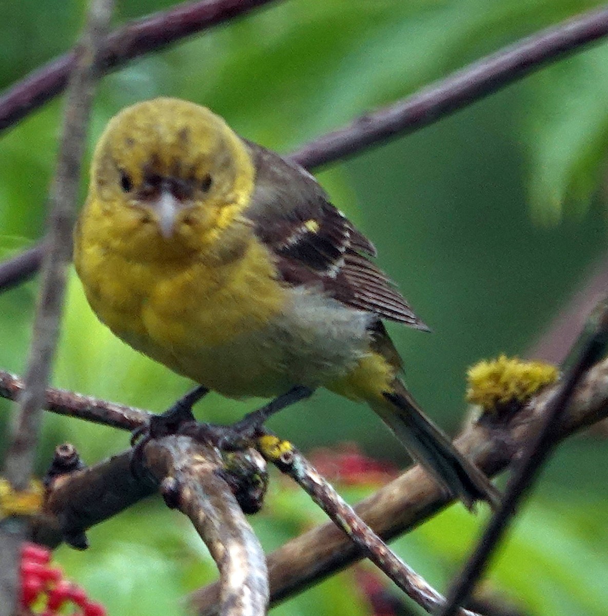 Western Tanager - ML619762117