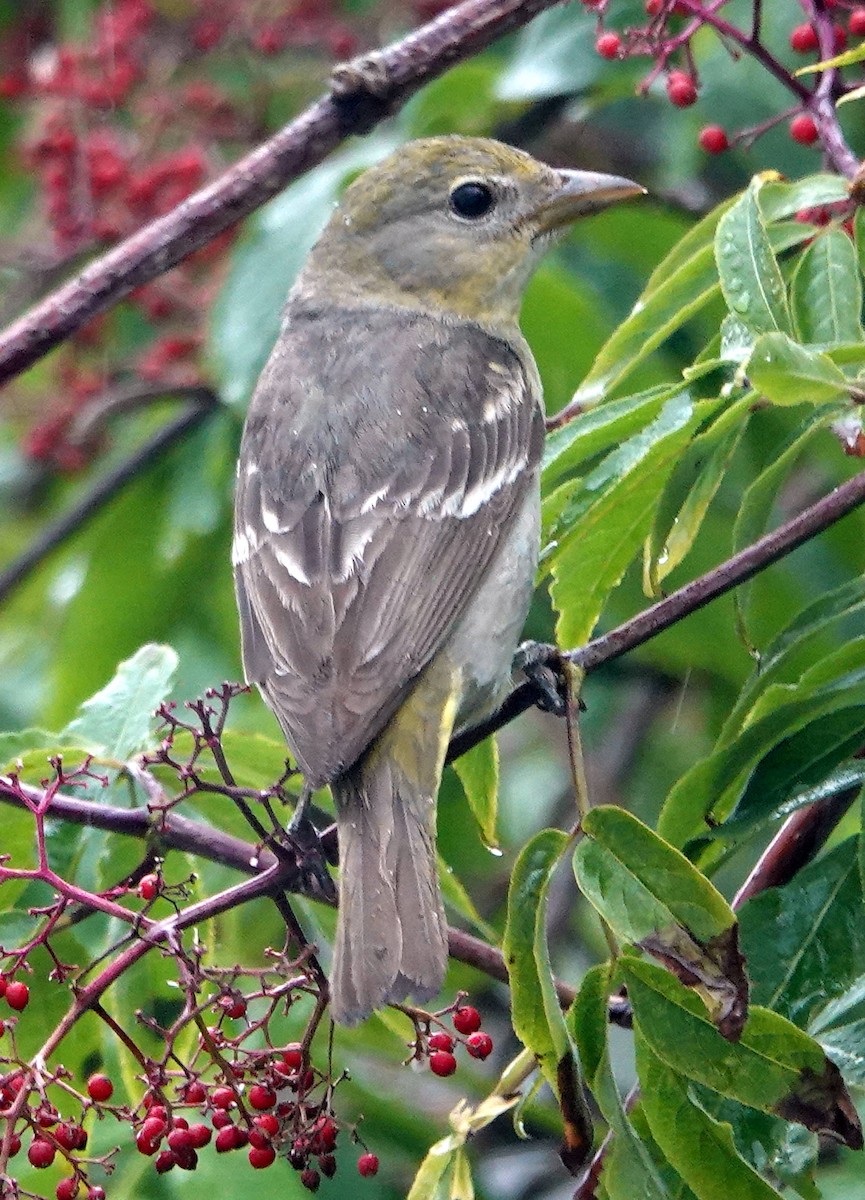 Western Tanager - ML619762120