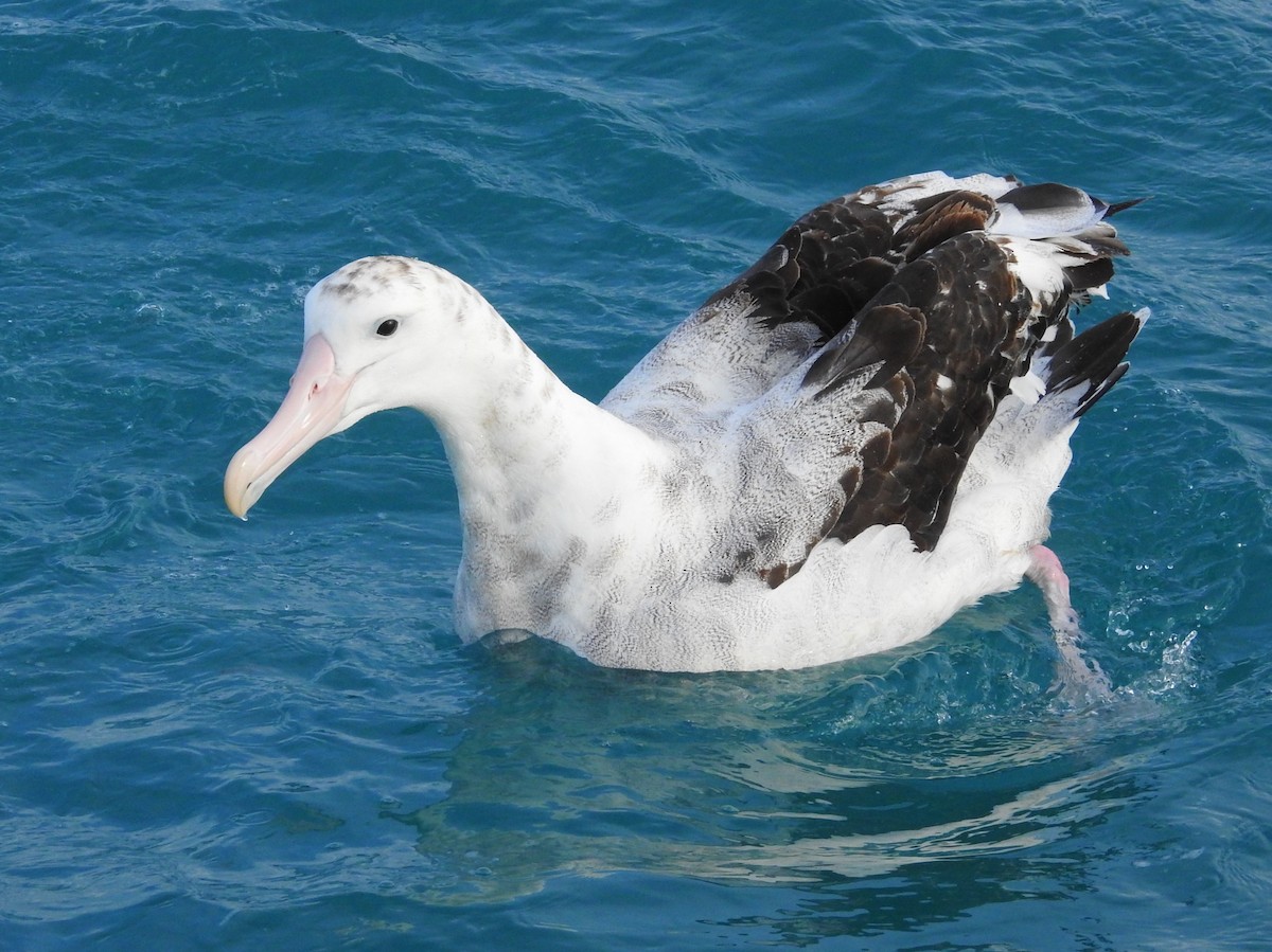 Antipodean Albatross - ML619762127