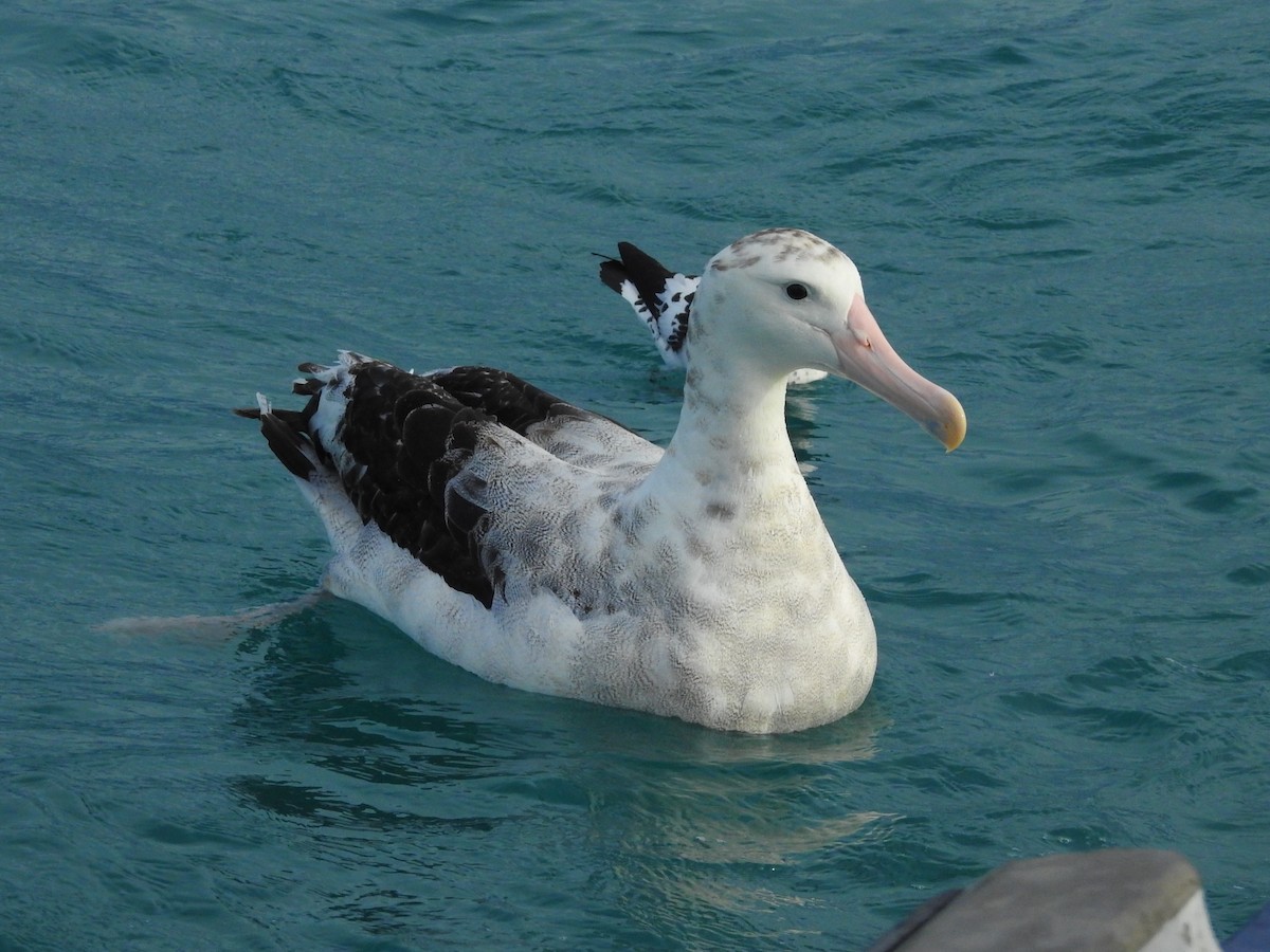 Antipodean Albatross - ML619762129