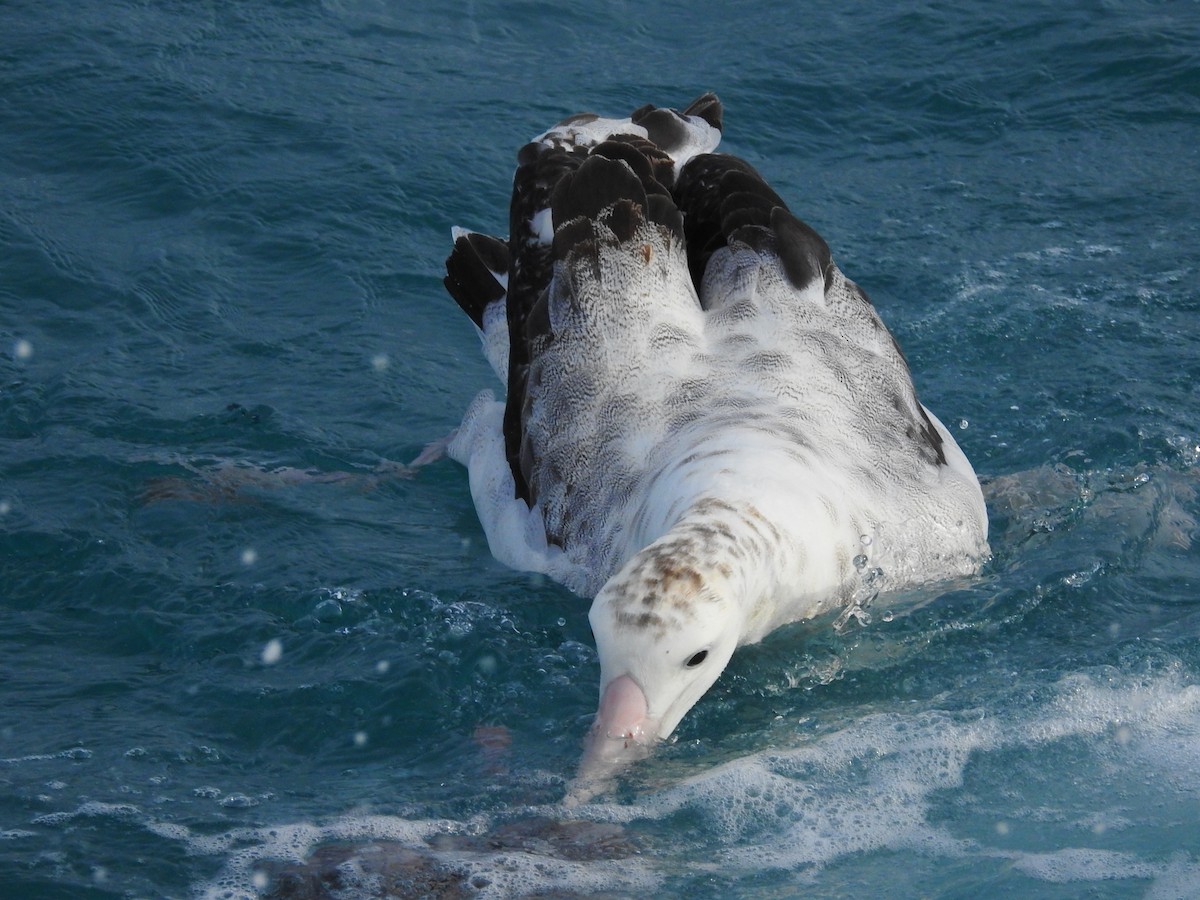 Antipodean Albatross - ML619762130