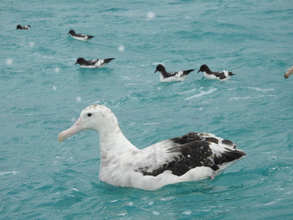 albatros jižní - ML619762131