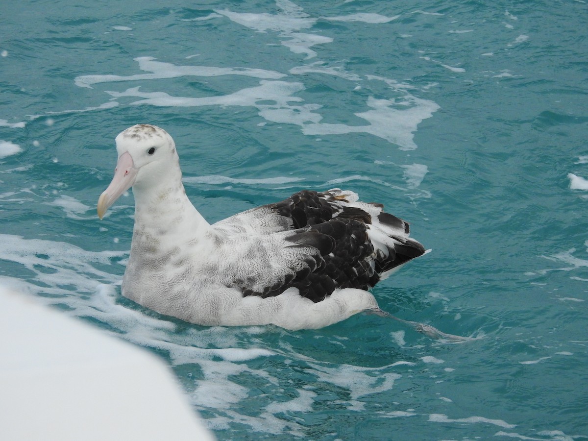 albatros jižní - ML619762132