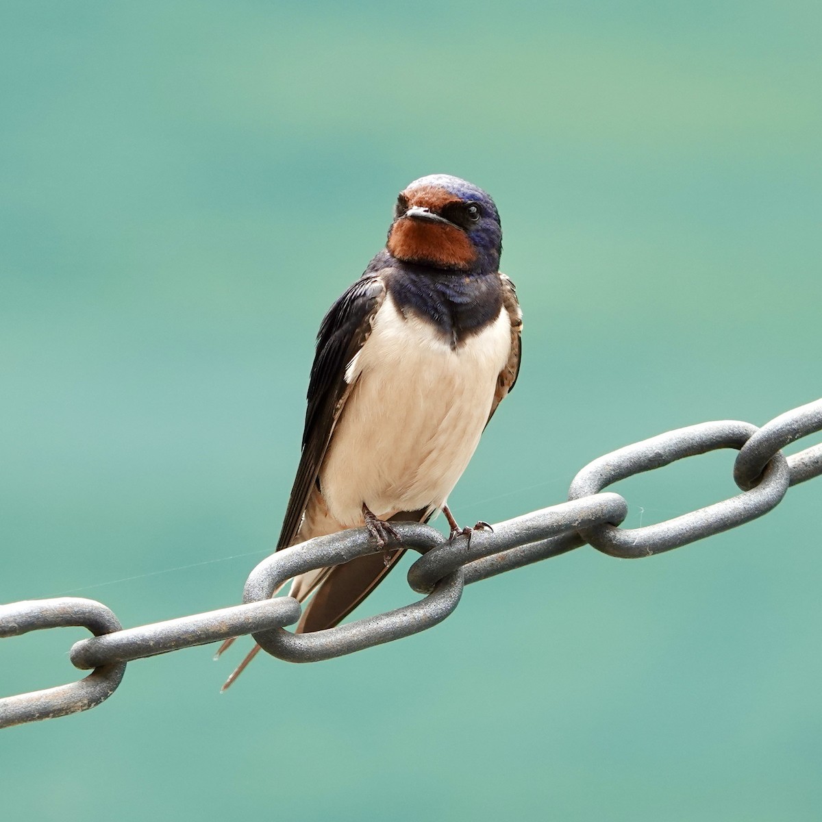 Barn Swallow - ML619762154