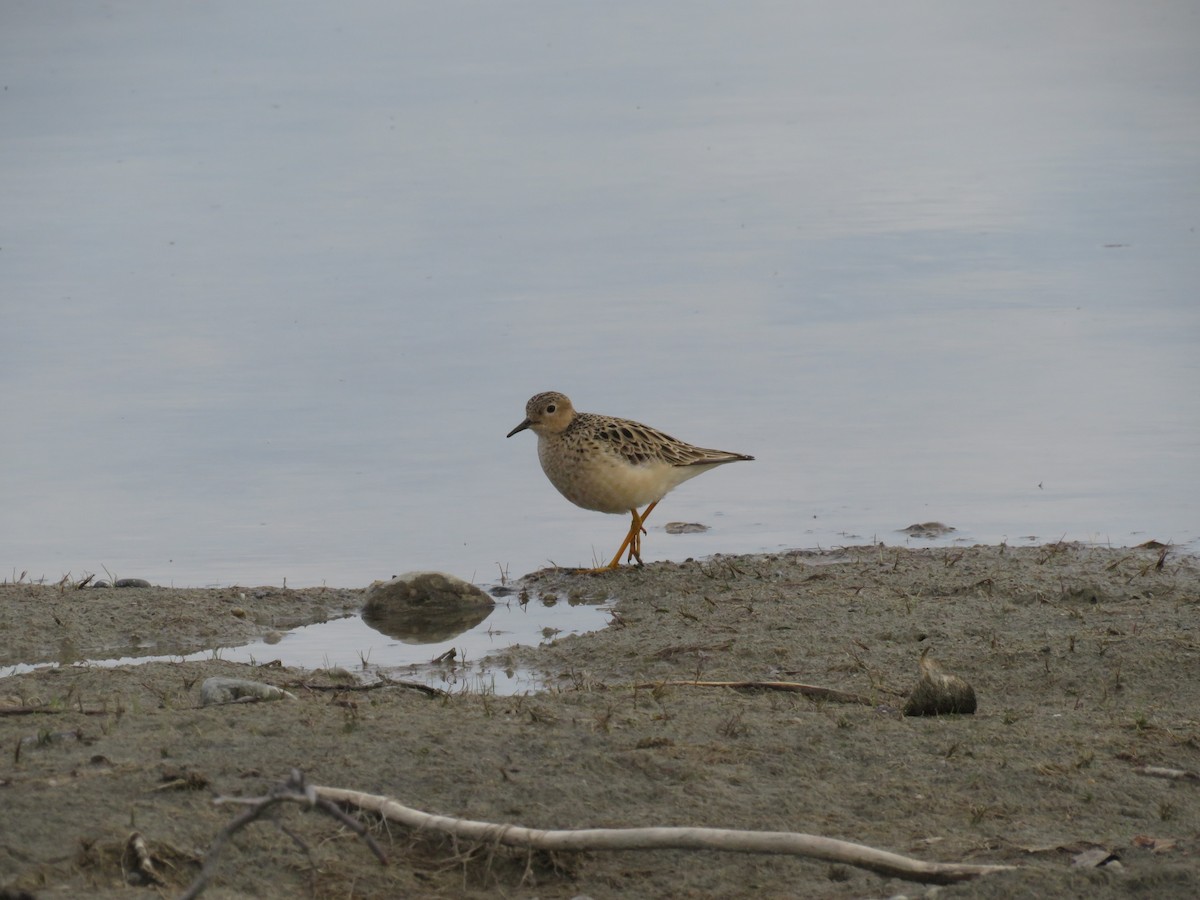 Buff-breasted Sandpiper - ML619762169