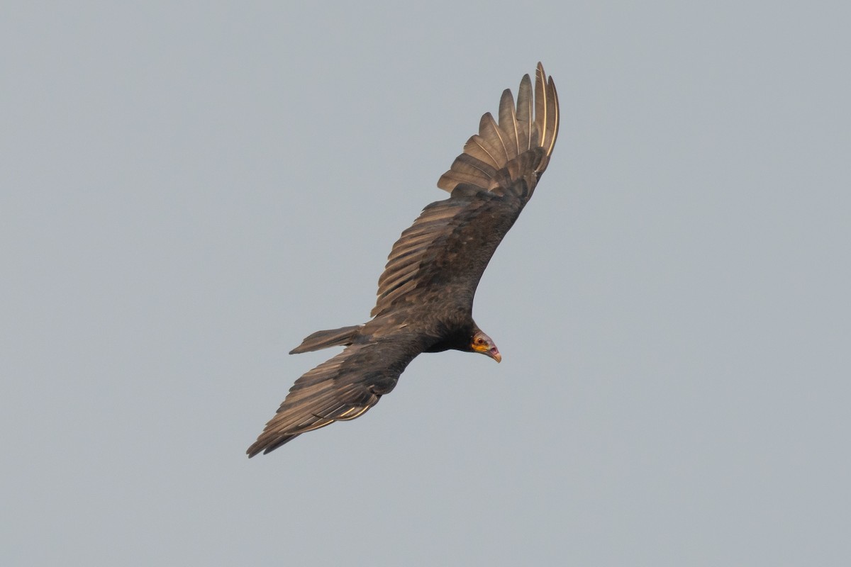 Lesser Yellow-headed Vulture - ML619762176