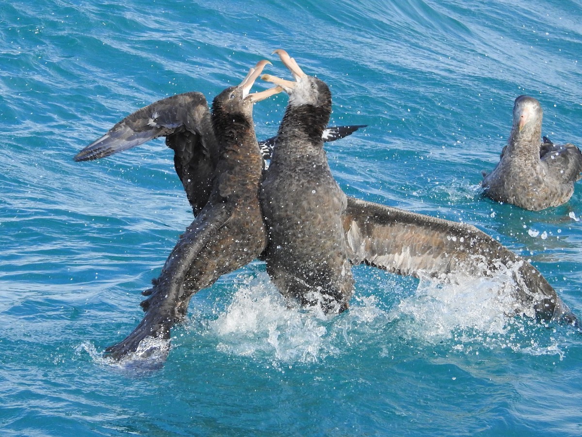 Northern Giant-Petrel - ML619762180