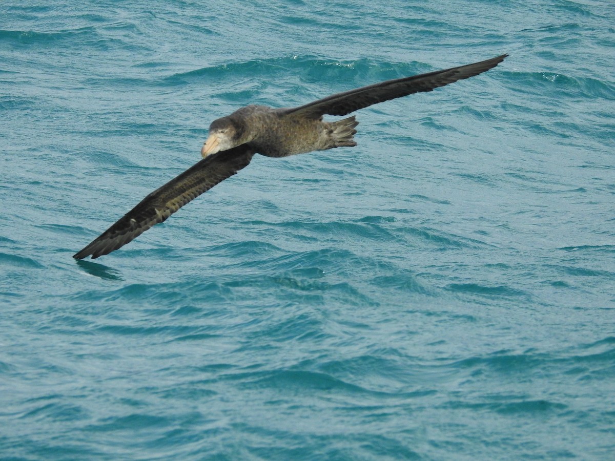 Northern Giant-Petrel - ML619762181