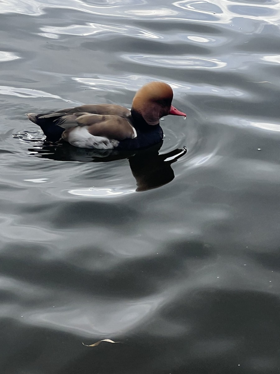 Red-crested Pochard - ML619762202