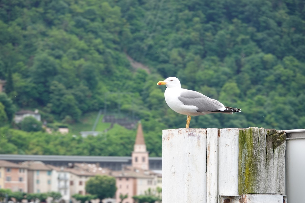 Yellow-legged Gull - ML619762211